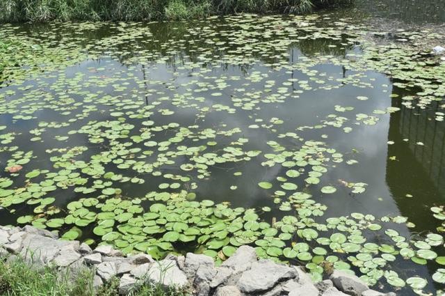 濾光片 加了CPL濾鏡后的池塘效果