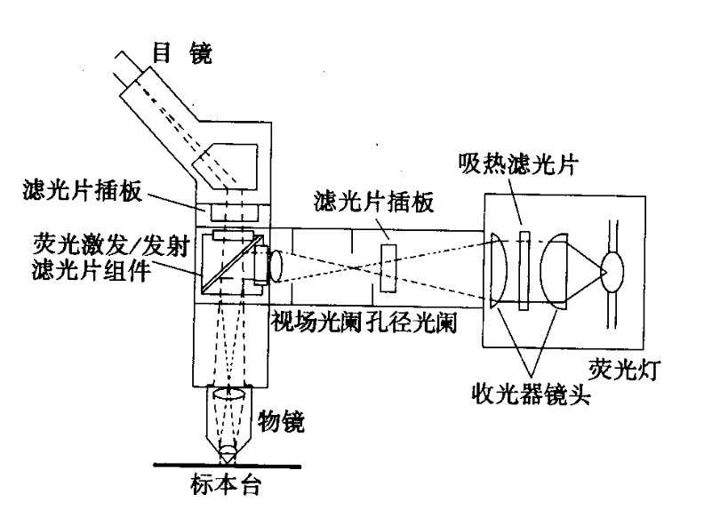 濾光片 熒光顯微鏡工作原理